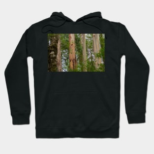 Four tree trunks in Otway National Park. Hoodie